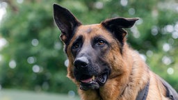 Hund mit schwarz-braunem Fell in Nahaufnahme 
