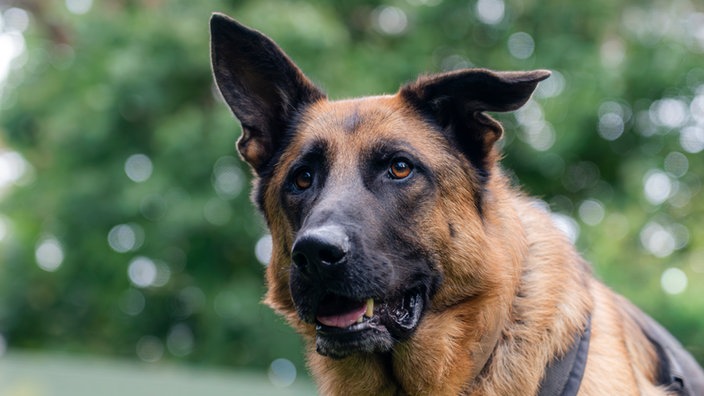 Hund mit schwarz-braunem Fell in Nahaufnahme 