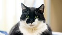 Kater mit schwarz-weißem Fell in Nahaufnahme 