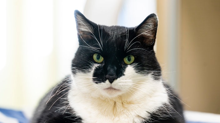 Kater mit schwarz-weißem Fell in Nahaufnahme 