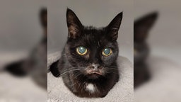 Katze mit schwarzem Fell und kleinen weißen Flecken in Nahaufnahme 