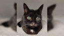 Katze mit schwarzem Fell und kleinen weißen Flecken in Nahaufnahme 