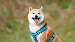 Hund mit rot-weißem Fell schaut hechelnd in die Kamera 