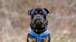 Hund mit schwarzem Fell und braunen Abzeichen in Nahaufnahme 
