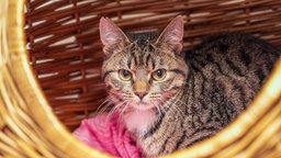 Braun getigerter junger Kater mit weißem Brustfleck schaut aus einer Katzenhöhle aus Korb heraus