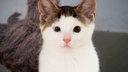 Katze mit weiß-getigertem Fell und unterschiedlich großen Augen in Nahaufnahme