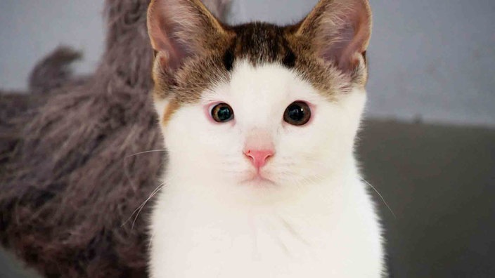 Katze mit weiß-getigertem Fell und unterschiedlich großen Augen in Nahaufnahme