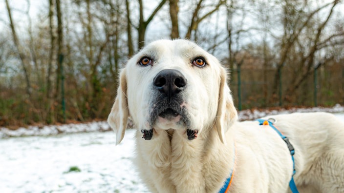 Großer Hund mit weißem Fell und braunen Augen in Nahaufnahme 