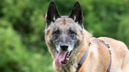 Großer Hund mit braun-schwarzem Fell hechelnd in Nahaufnahme 