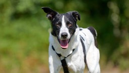 Hund mit weiß-schwarzem Fell hechelnd in Nahaufnahme 
