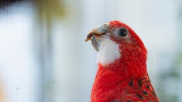 Ein Sittich mit rot-weißem Gefieder in seitlichem Profil 