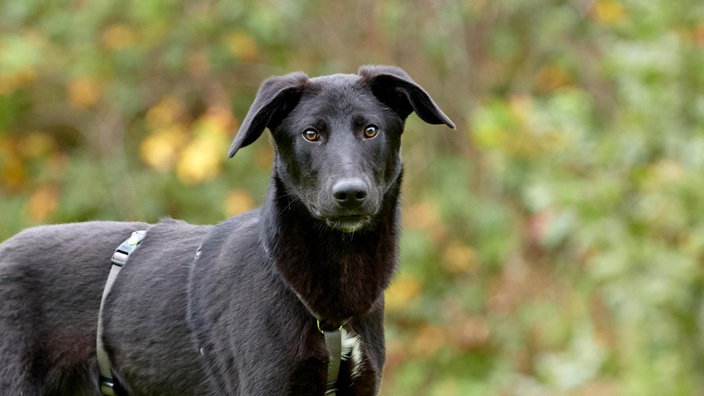 Nahaufnahme eines schwarzen Hundes 