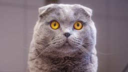Kater mit dichtem grauem Fell, gelben Augen und abgeknickten Ohren in Nahaufnahme