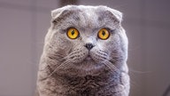 Kater mit dichtem grauem Fell, gelben Augen und abgeknickten Ohren in Nahaufnahme