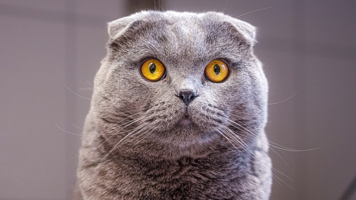 Kater mit dichtem grauem Fell, gelben Augen und abgeknickten Ohren in Nahaufnahme