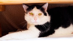 Kater mit schwarz-weißem Fell in Nahaufnahme 