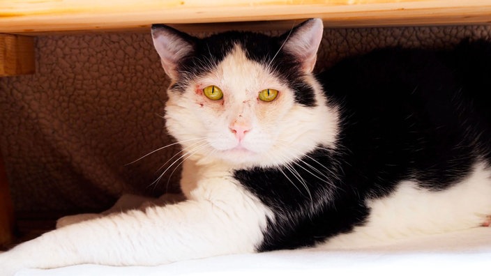 Kater mit schwarz-weißem Fell in Nahaufnahme 