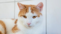 Kater mit weiß-rotem Fell in Nahaufnahme 