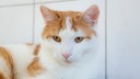 Kater mit weiß-rotem Fell in Nahaufnahme 