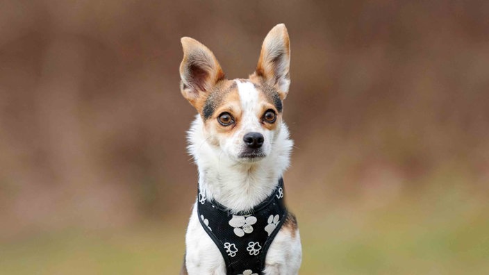 Kleiner Hund mit tricolor-farbenem Fell in Nahaufnahme 