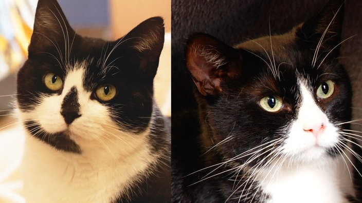 Collage von zwei schwarz-weißen Katzen (Nahaufnahmen)