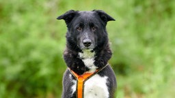 Mittelgroßer schwarz-weißer Hund mit dichtem Fell sitzt auf einer Wiese und schaut in die Kamera