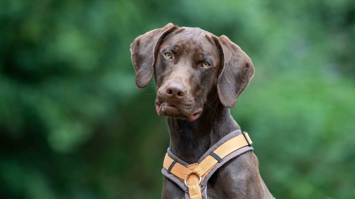 Hund mit braunem Fell und Schlappohren in Nahaufnahme 