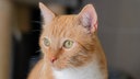 Nahaufnahme einer rot-getigerten Katze