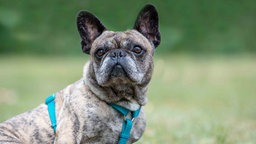 Mittelgroßer Hund mit hellbraun gestromtem Fell und blauem Geschirr in Nahaufnahme 