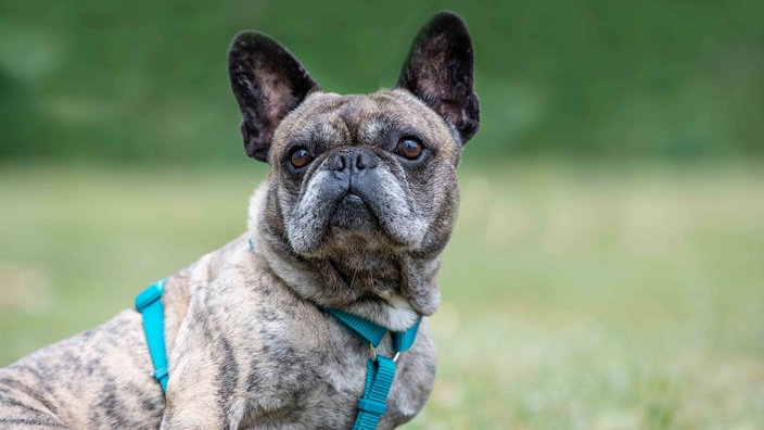 Mittelgroßer Hund mit hellbraun gestromtem Fell und blauem Geschirr in Nahaufnahme 