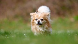Kleiner Hund mit weiß-cremefarbenem Fell auf einer Wiese 