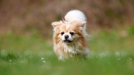 Kleiner Hund mit weiß-cremefarbenem Fell auf einer Wiese 