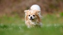 Kleiner Hund mit weiß-cremefarbenem Fell auf einer Wiese 