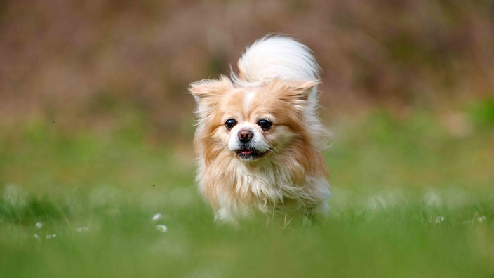 Kleiner Hund mit weiß-cremefarbenem Fell auf einer Wiese 