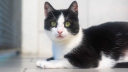Katze mit schwarz-weißem Fell in Nahaufnahme 