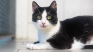 Katze mit schwarz-weißem Fell in Nahaufnahme 