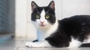 Katze mit schwarz-weißem Fell in Nahaufnahme 