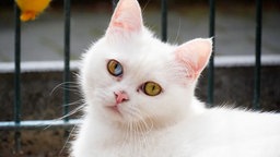 Weiße Katze in Nahaufnahme  