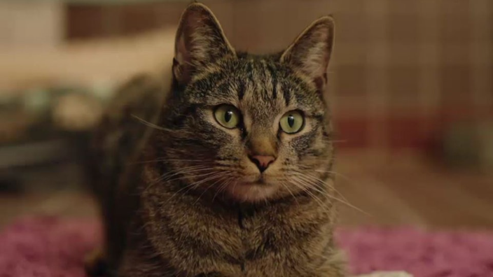 Getigerter Kater mit grünen Augen in Nahaufnahme 