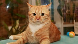 Eine rot getigerte Katze sitzt auf einem Tisch 