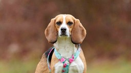 Hund mit tricolorfarbenem Fell und Schlappohren in Nahaufnahme 