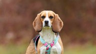 Hund mit tricolorfarbenem Fell und Schlappohren in Nahaufnahme 