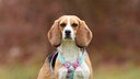 Hund mit tricolorfarbenem Fell und Schlappohren in Nahaufnahme 