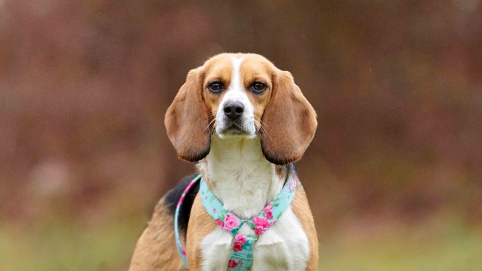 Hund mit tricolorfarbenem Fell und Schlappohren in Nahaufnahme 