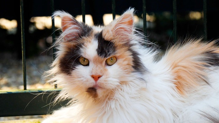 Katze mit längerem, trikolorfarbenem Fell in Nahaufnahme 