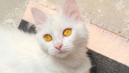 Katze mit schneeweißem Fell und orangefarbenen Augen in Nahaufnahme 