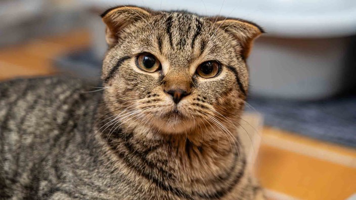 Kater mit getigertem Fell und gekappten Ohren in Nahaufnahme 