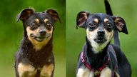 Eine Collage aus zwei kleinen Hunden mit "black and tan"-farbenem Fell 
