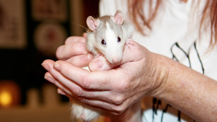 Nahaufnahme einer Ratte, die in den Händen einer Frau festgehalten wird 