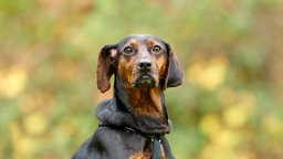 Nahaufnahme eines schwarz-braunen Hundes